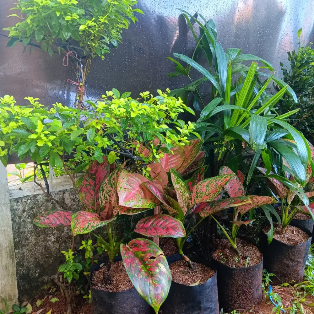 Pembantu RUMAH TANGGA