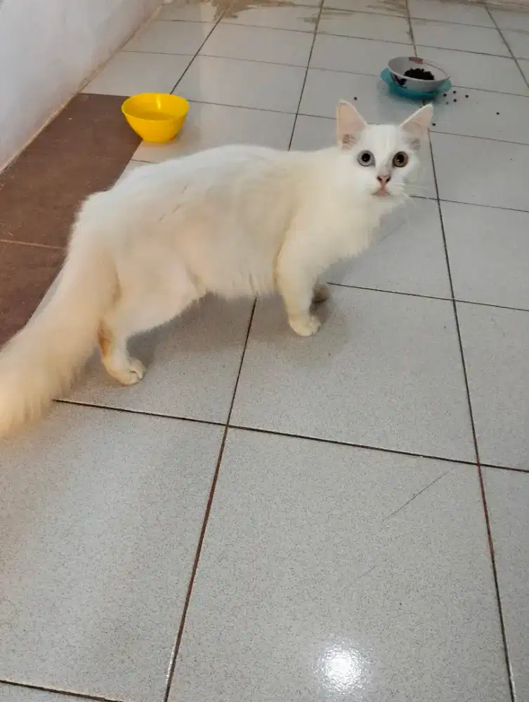 ANAKAN MUNCHKIN BETINA NON STANDAR USIA 9 BULAN