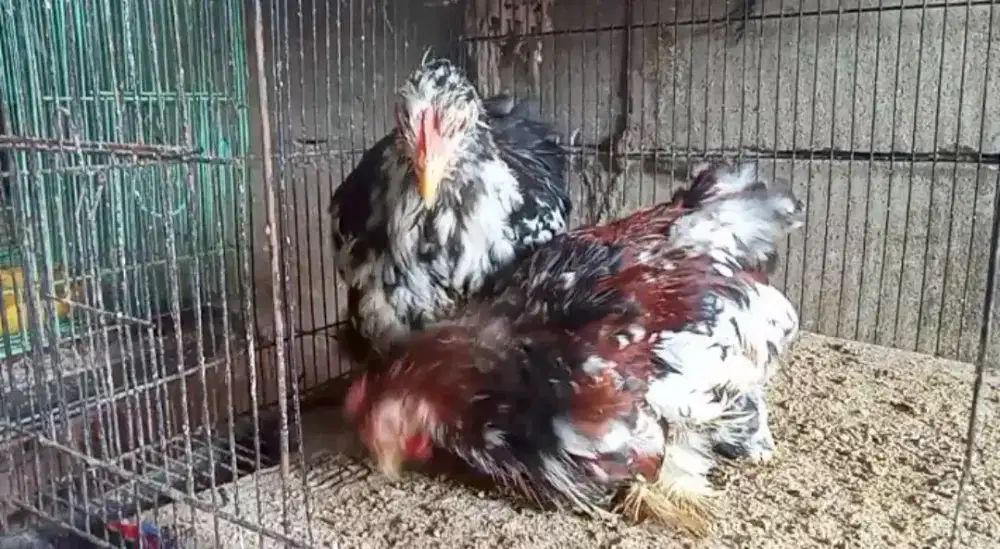 Ayam bantam cocin blorok sepasng