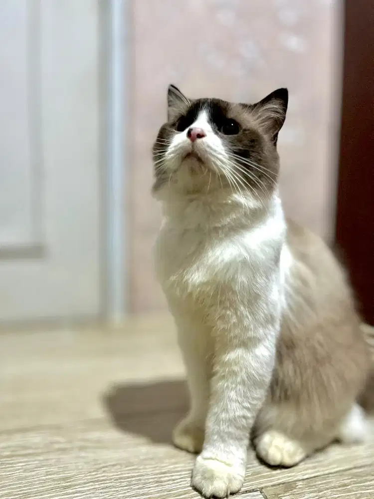 Pacak Kucing Ragdoll Bicolor