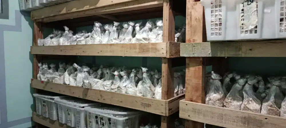bibit f2 jamur tiram putih dan jamur tiram coklat