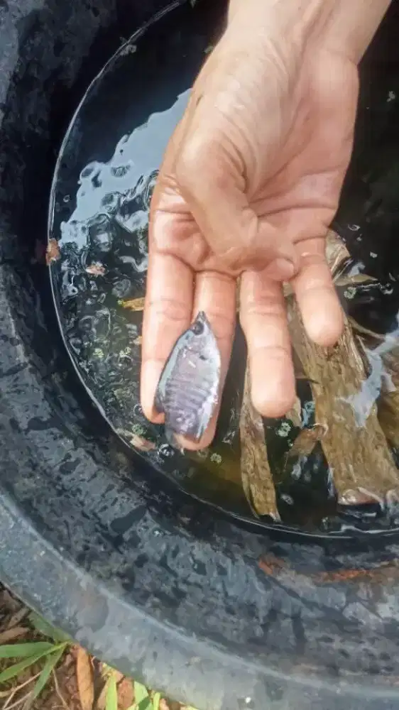 paketan ikan gurame soang ukuran ngorek gas isi  50 ekor