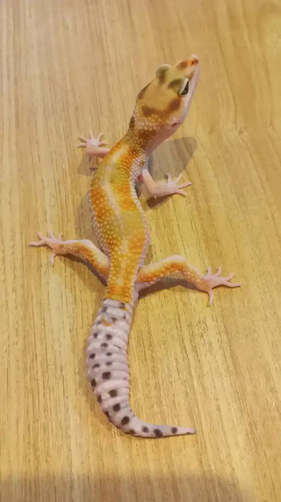 Gecko WY High White Side Istimewa