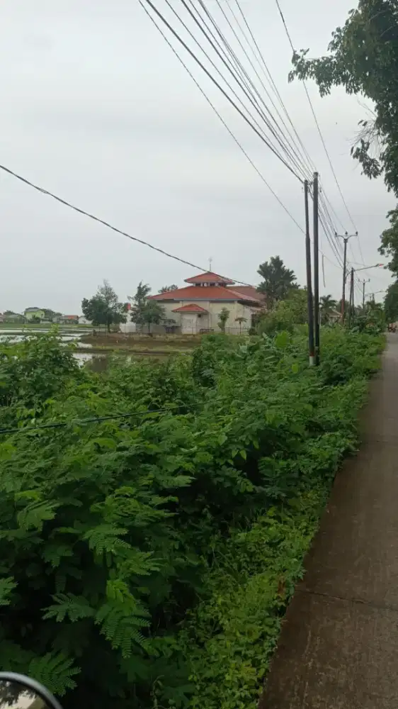Tanah sawah murah