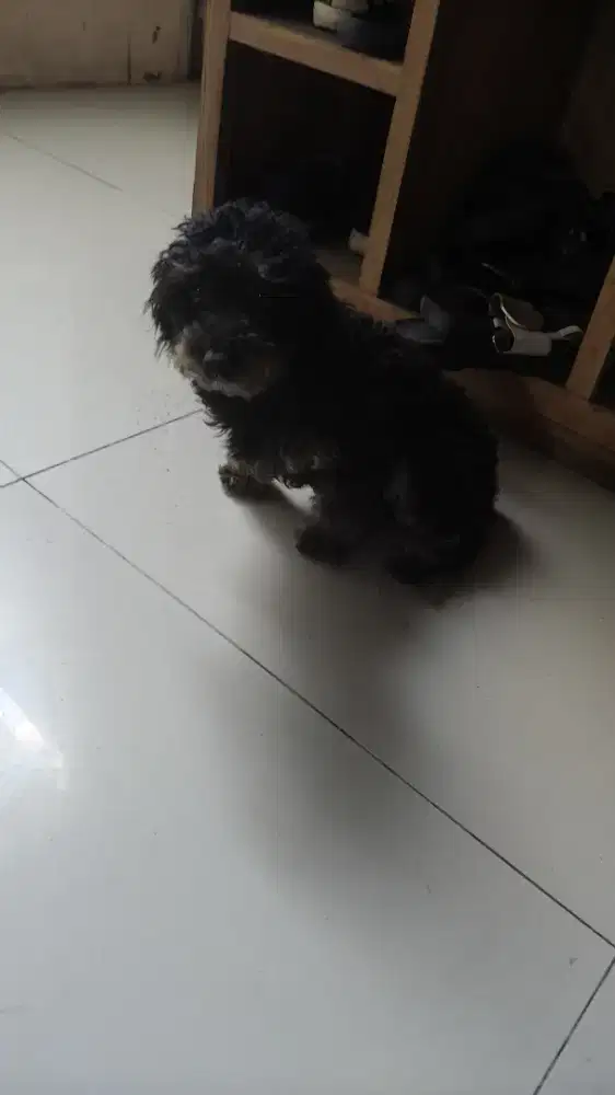Anjing Poodle hitam