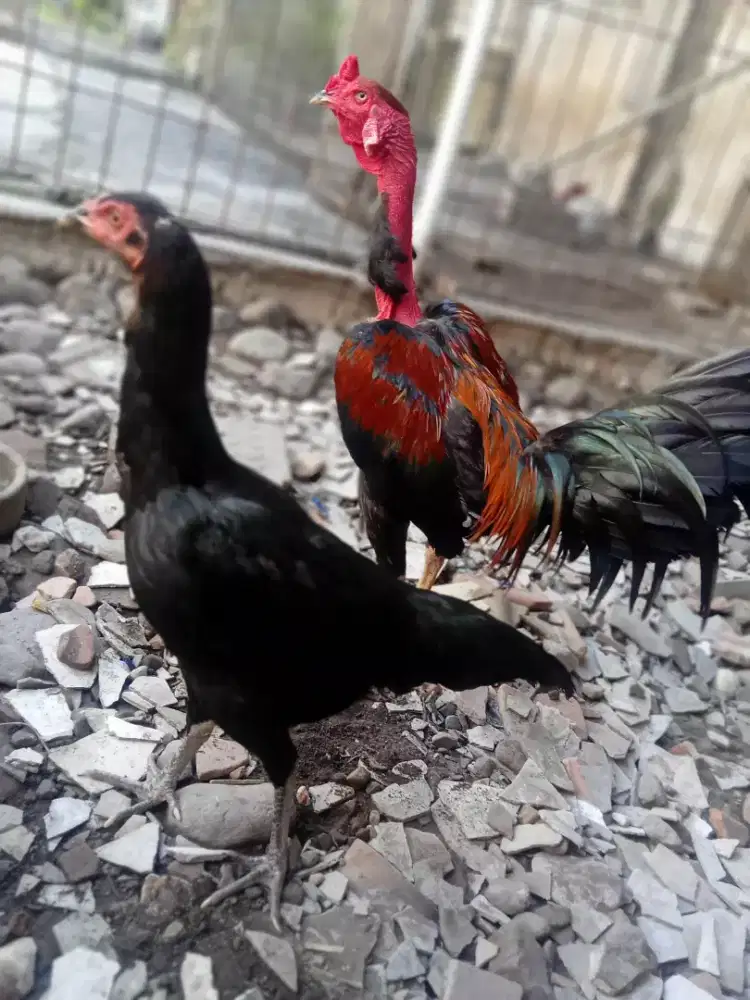 Ayam Jago saigon dan betina birma