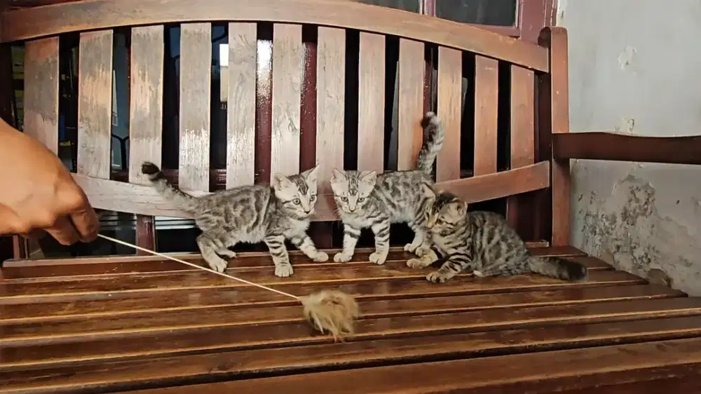Kucing Benggal - Persia Himalaya BSH Peaknose Mainecoon Sphynx