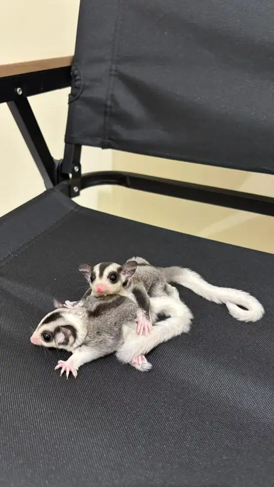 Sugar Glider Mozaik Het Cremino