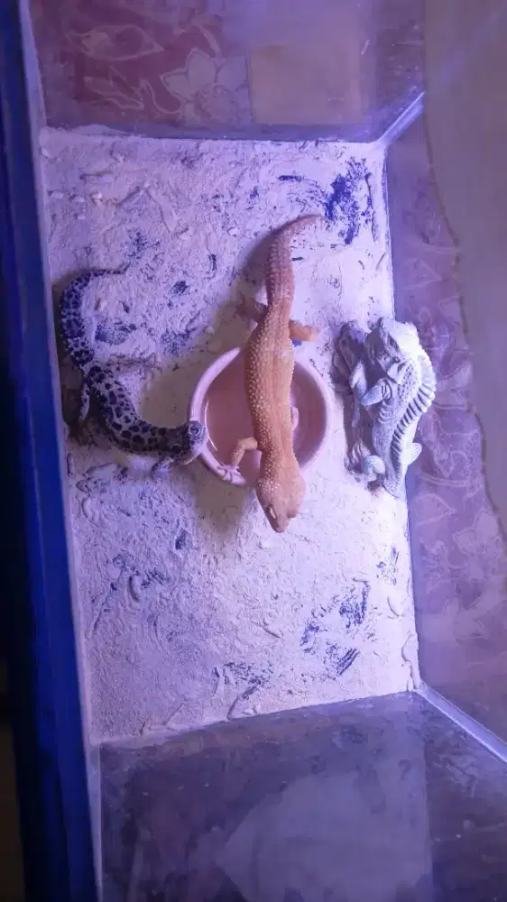 Sepasang leopard gecko