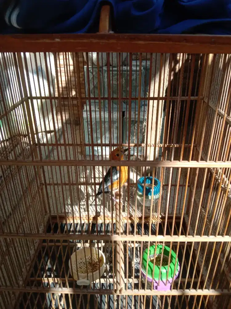 Anis merah mutasi jaminan jantan