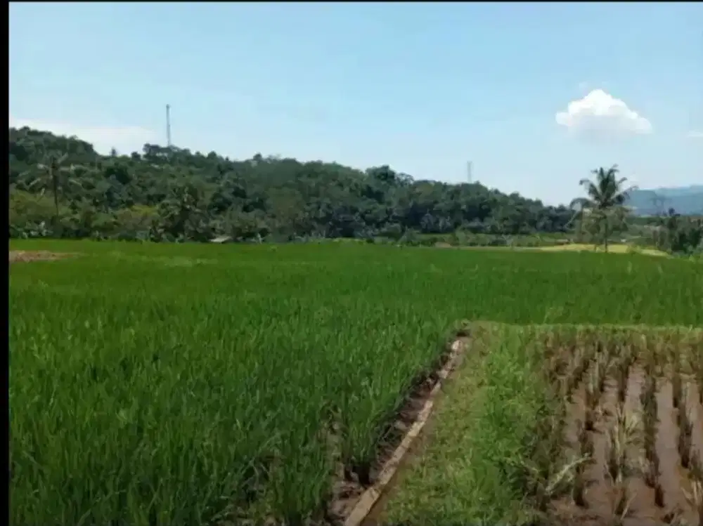 Dijual Sawah Aktif Produksi di Margamukti Sumedang