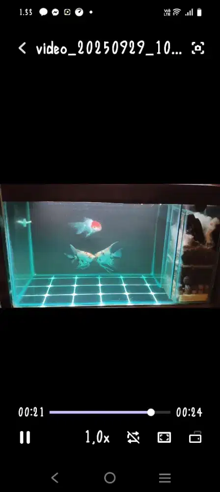 Aquarium 60x30x35 plus Mas koki oranda rosetail 1, manfish 2,
