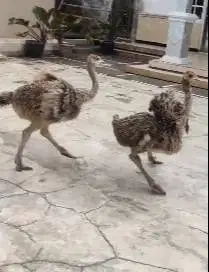 sepasang burung exotik raksasa ostrich 2-3 bulan Tinggi 1 meter manteb