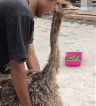 sepasang burung raksasa ostrich exotik 2-3 bulanan tinggi 1 meter unik