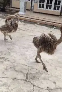 sepasang burung raksasa ostrich 2-3 bulanan exotik tinggi 1 meteran ok