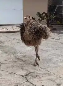 sepasang burung raksasa ostrich 2-3 bulanan tinggi 1 meteran exotik ok