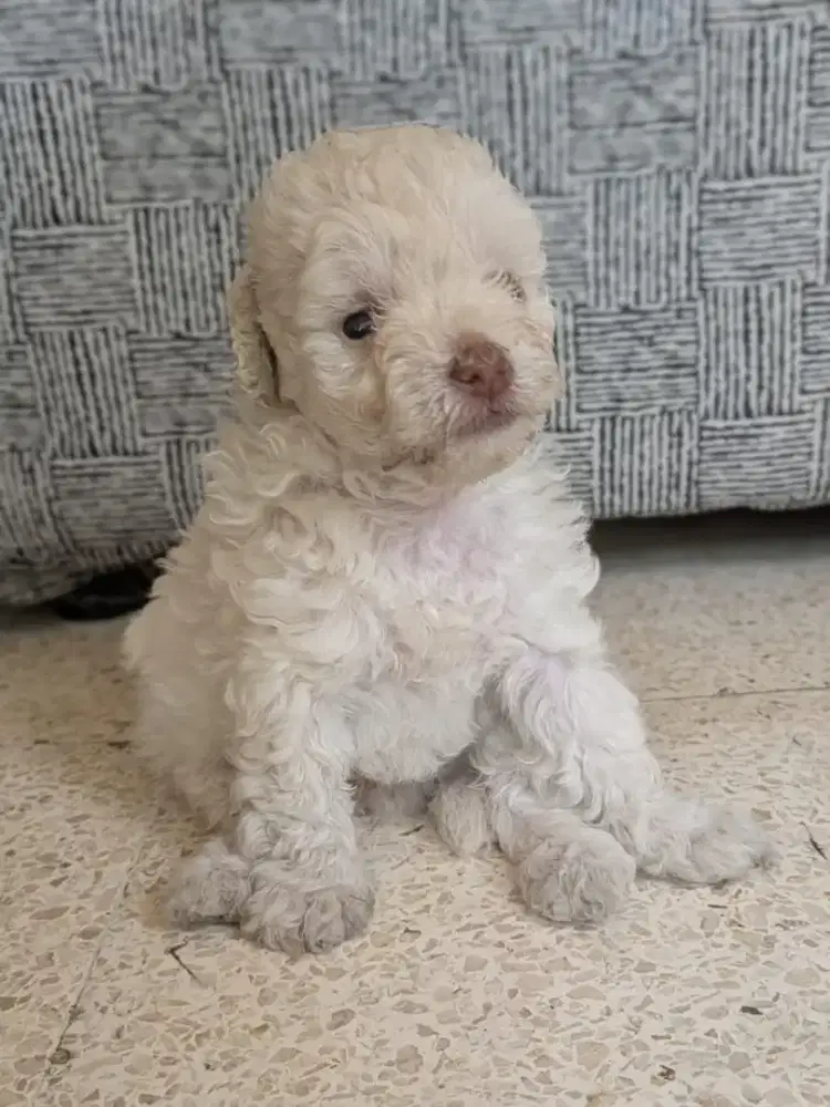Poodle non stb siap dibooking
