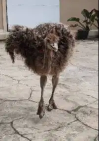 sepasang burung raksasa ostrich exotik 2-3 bulanan tinggi 1 meteran ok