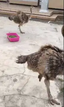 sepasang burung raksasa ostrich exotik 2-3 bulanan tinggi 1 meteran ok