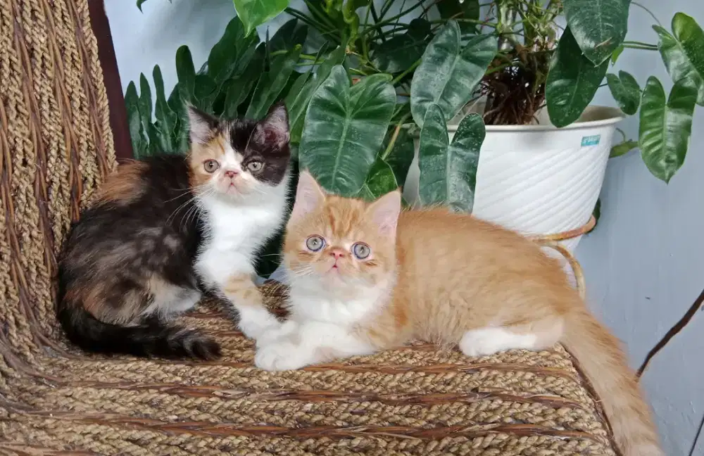 Kucing Exo peaknose