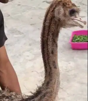sepasang burung raksasa ostrich 2-3 bulanan tinggi 1 meteran exotik ok