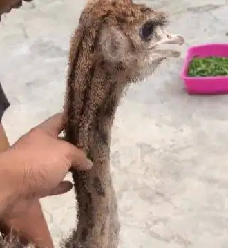 sepasang burung raksasa ostrich 2-3 bulanan exotik tinggi 1 meteran ok