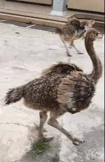 sepasang burung raksasa ostrich 2-3 bulanan exotik tinggi 1 meteran ok