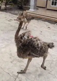 sepasang burung raksasa ostrich 2-3 bulanan exotik tinggi 1 meteran ok