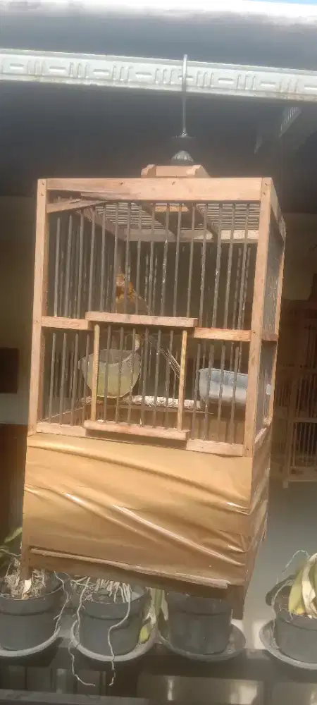 Burung kenari jenis loper kriwikan