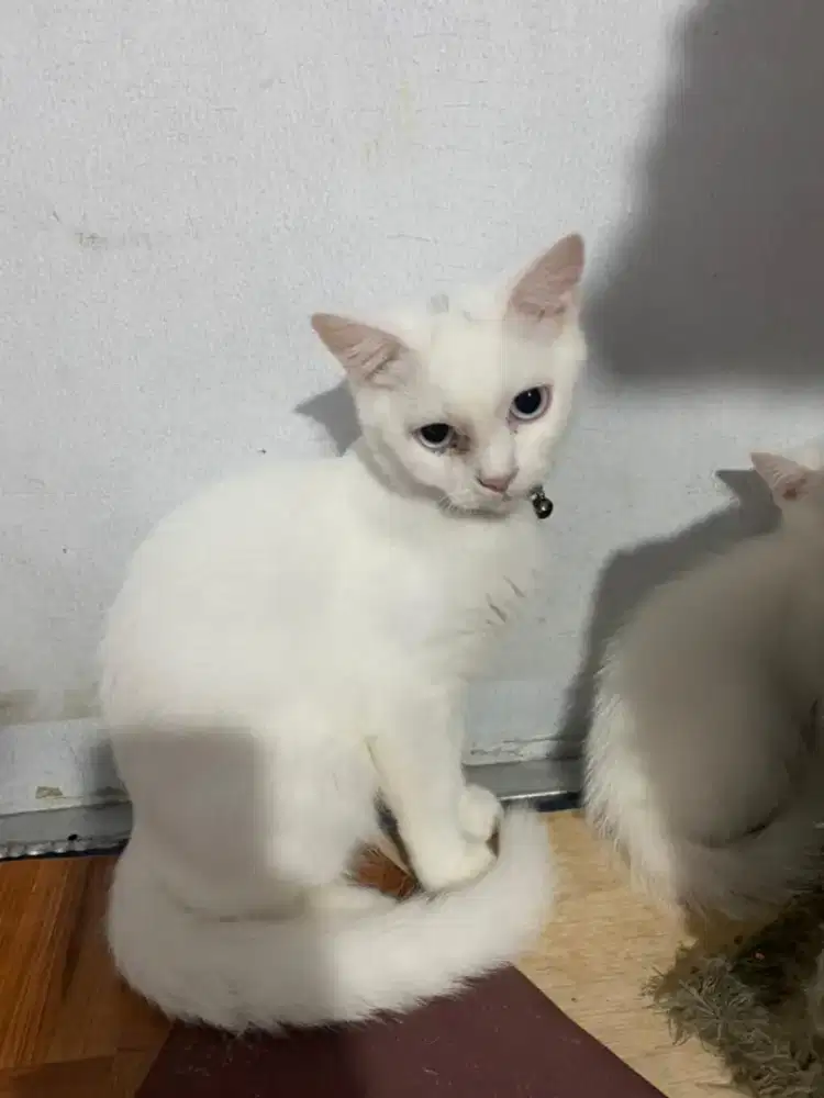 Open adop BSH 6 bulan