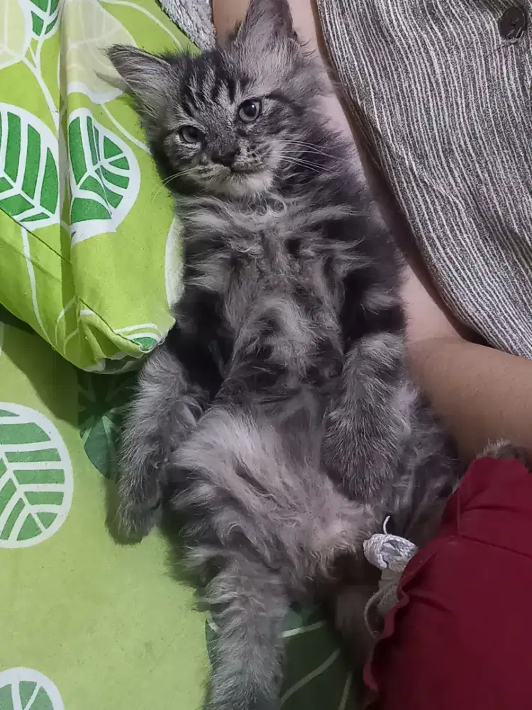 Lepas Adop Kucing Persia Marble Usia 2,5 Bulan