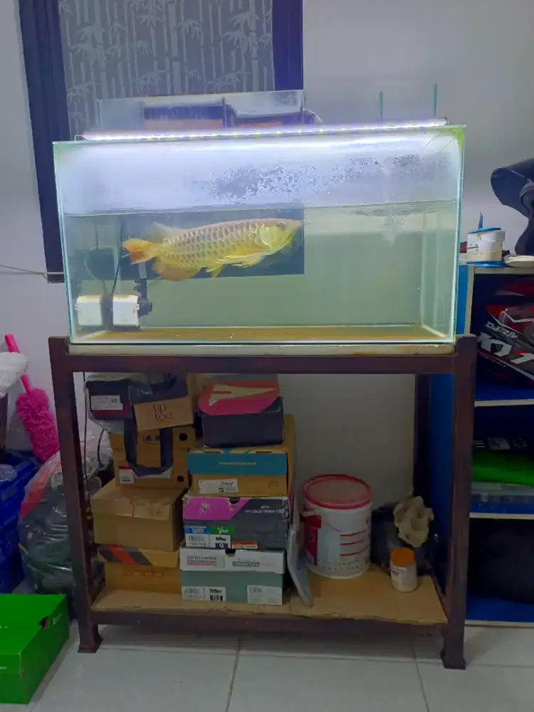 Di jual arowana golden red (red tail golden)