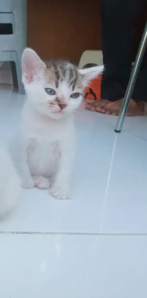 Lepas adopsi anak kucing
