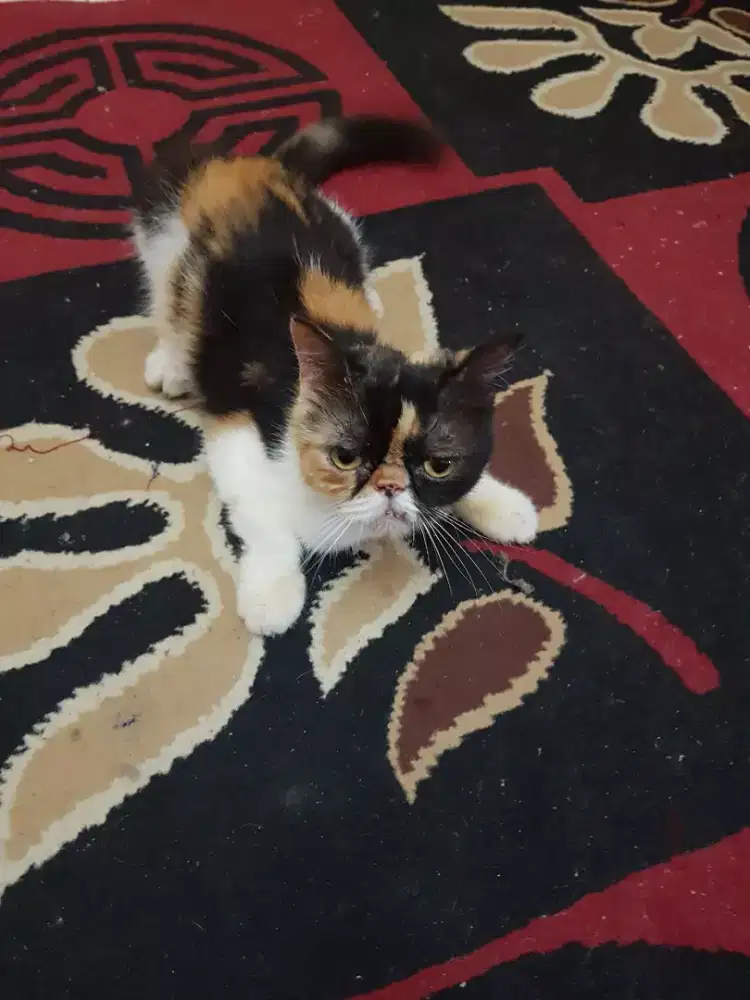 Peaknose betina siap proven indukan callico 1 thn