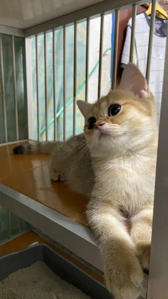 Kucing BSH golden dan silver