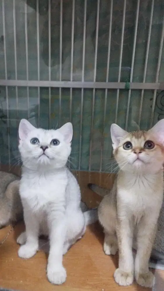Kucing BSH golden dan silver