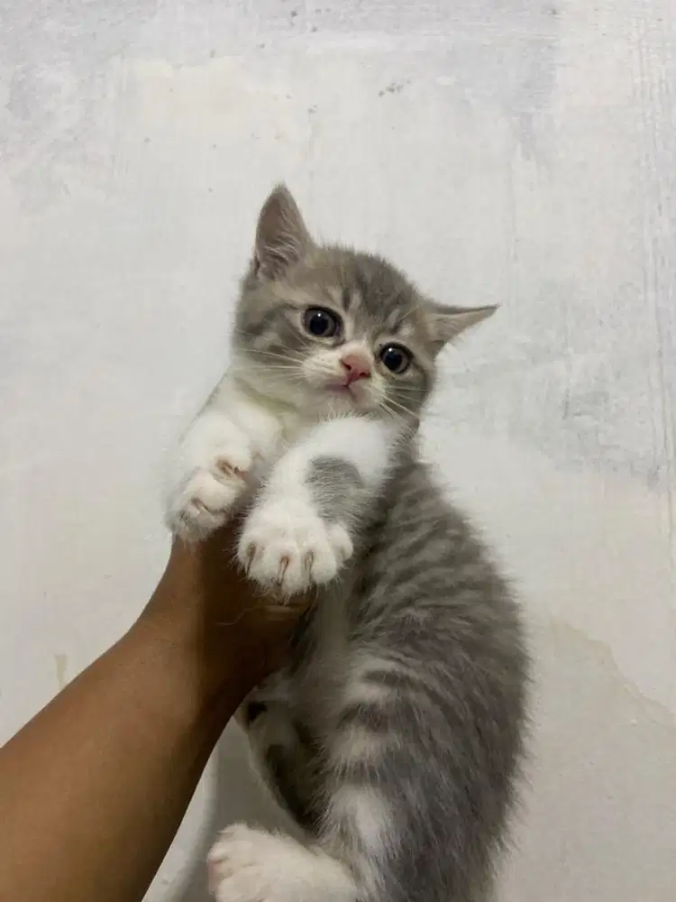 Bsh bico, red , putih bsh x scoties
