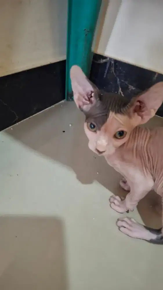 Anak Kucing sphynx