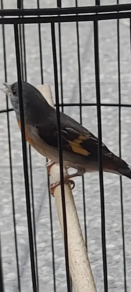 Redsiskin double dillute B