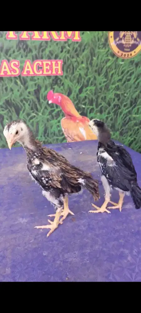 Ayam betina ekor lidi ori