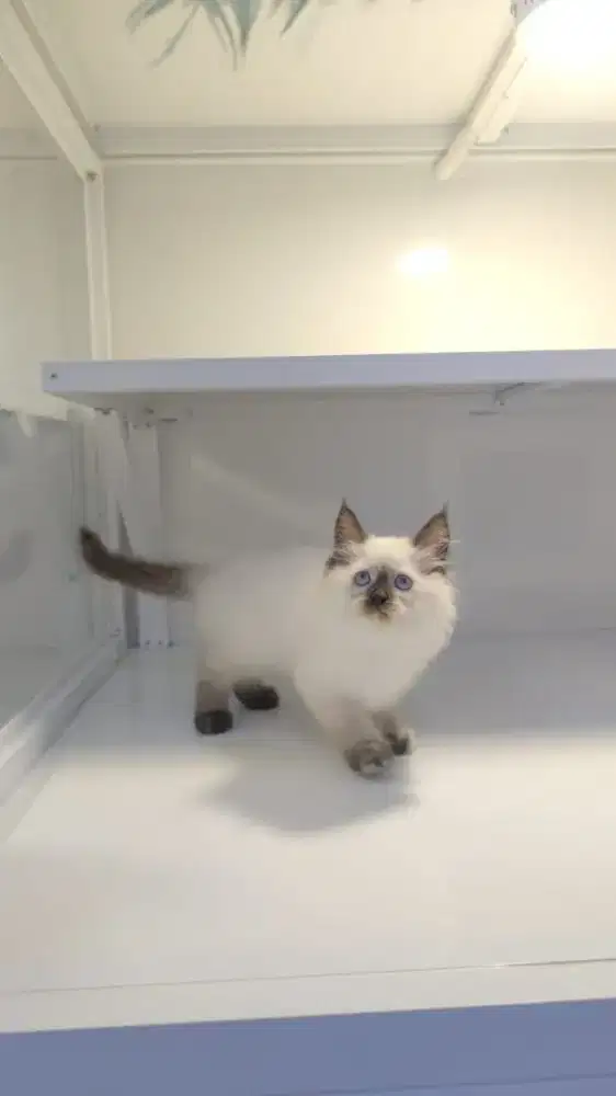 Kitten dan adult persian super lucu lucu