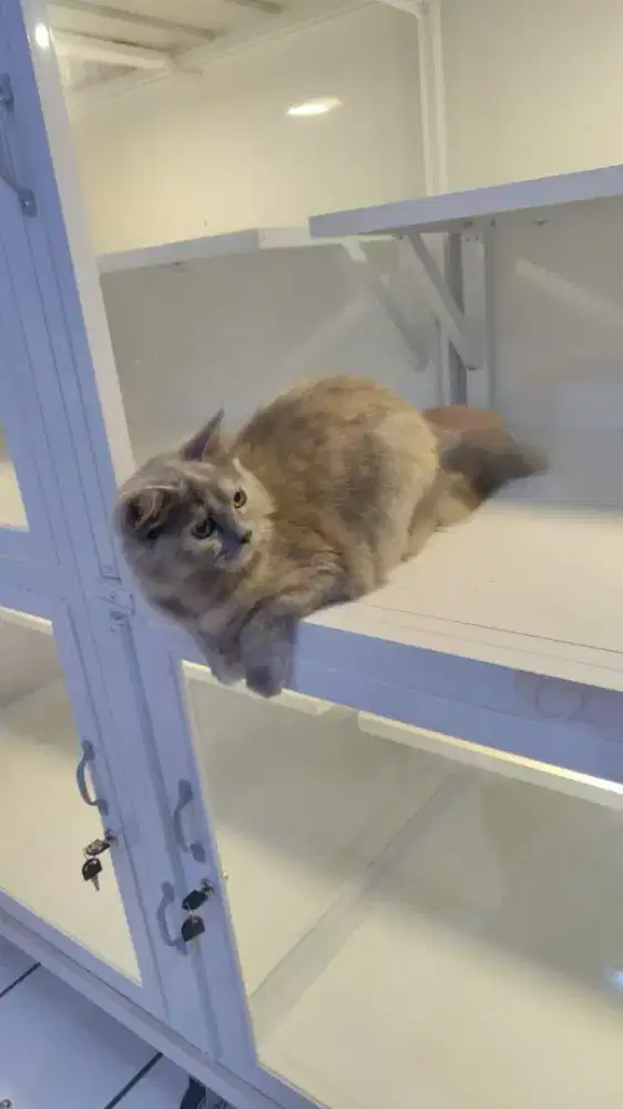 Kitten persia jantan dan betina