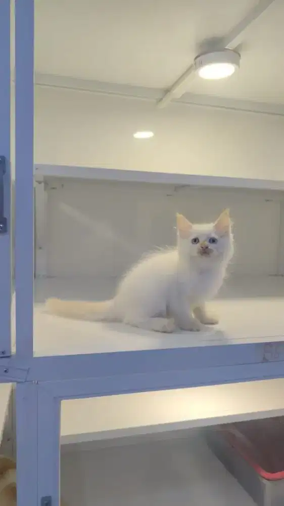 Kitten persia himalaya redpoint abu abu
