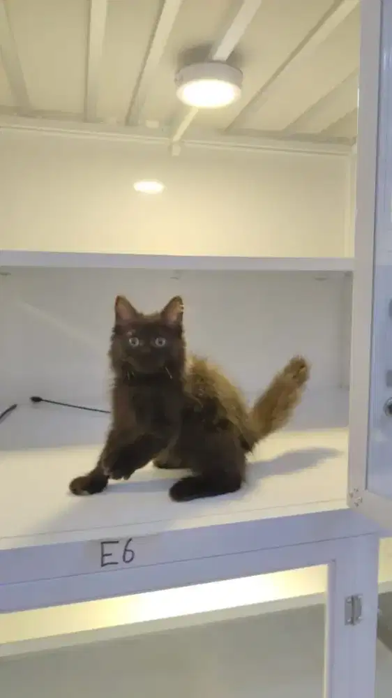 Kitten persia munchkin NS himalaya
