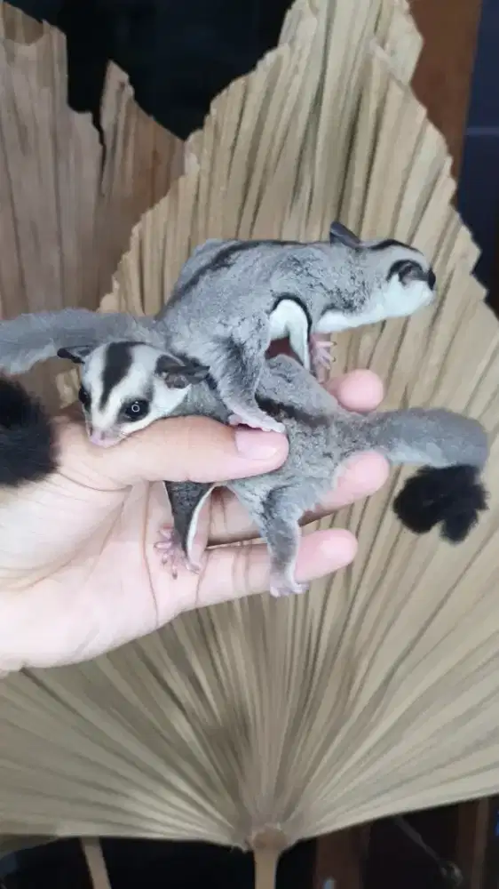 Sugarglider whiteface