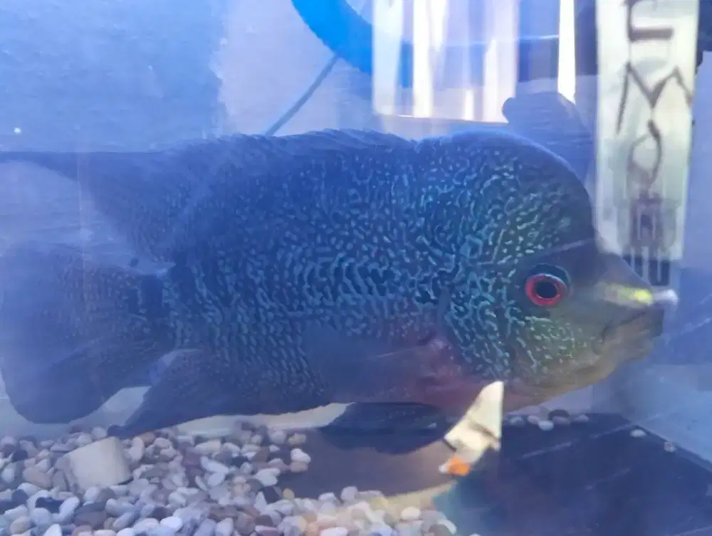 Jual ikan lohan lokal ukuran lima jari,100 ribu net