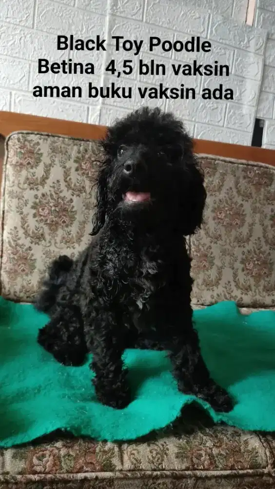 Anak anjing puppies 2 ekor black poodle sepasang usia 4,5 bln LA