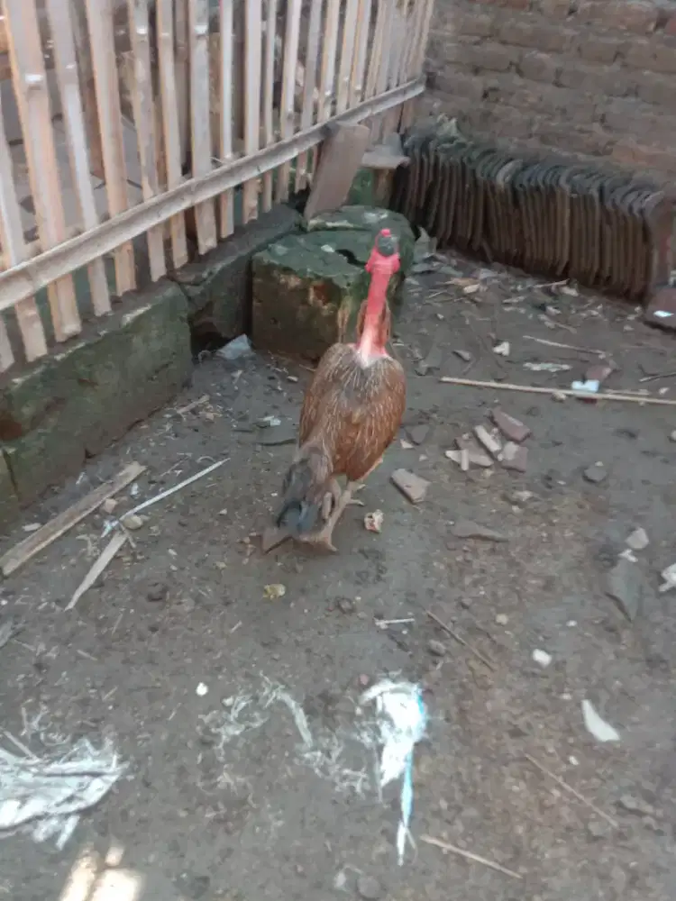 Babon saigon / ayam betina saigon / ayam saigon betina