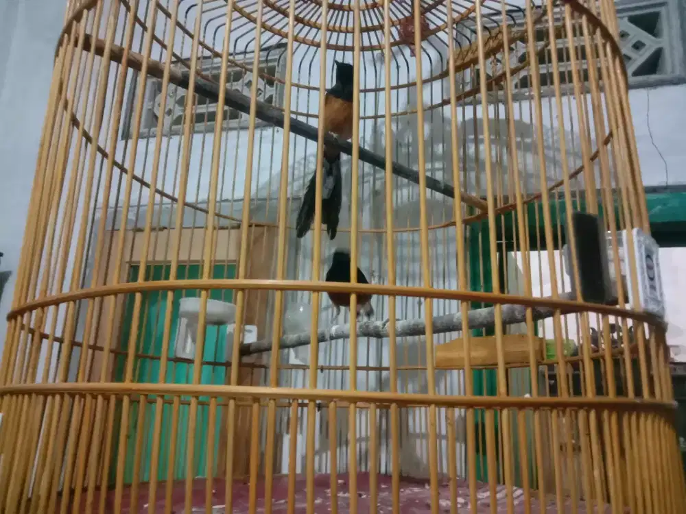Burung murai Batu Jantan dan betina