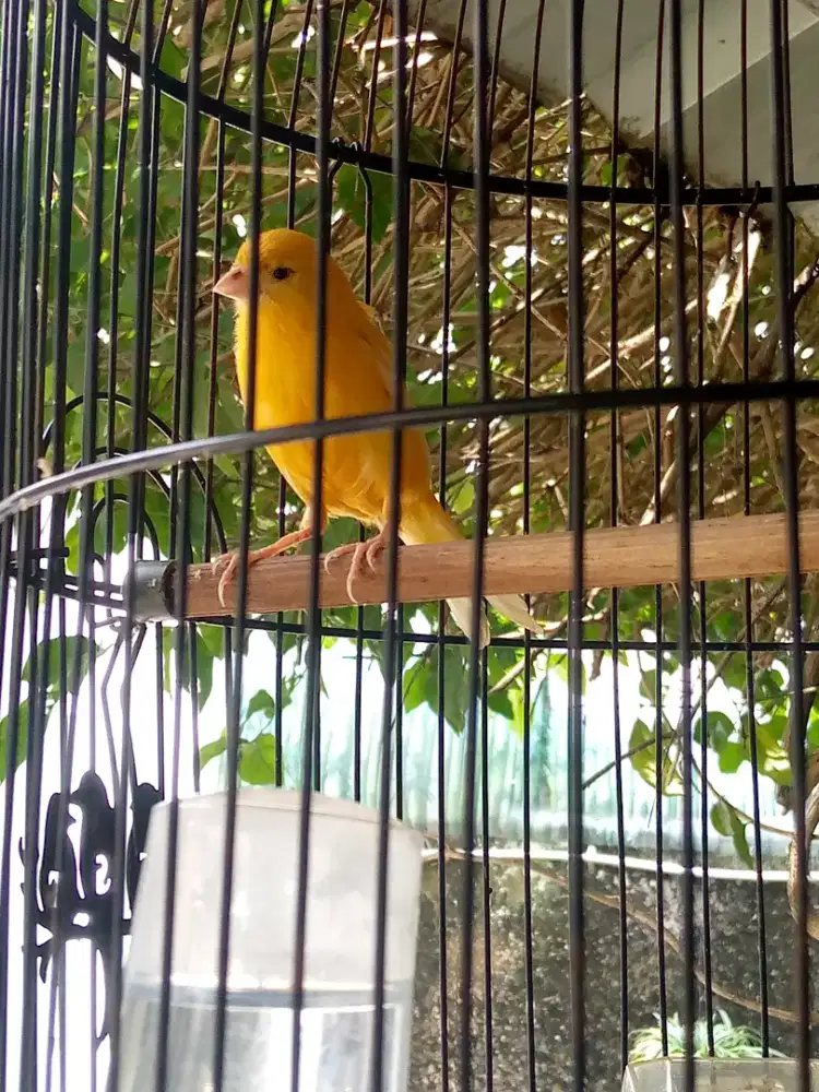 Kenari loper rajin